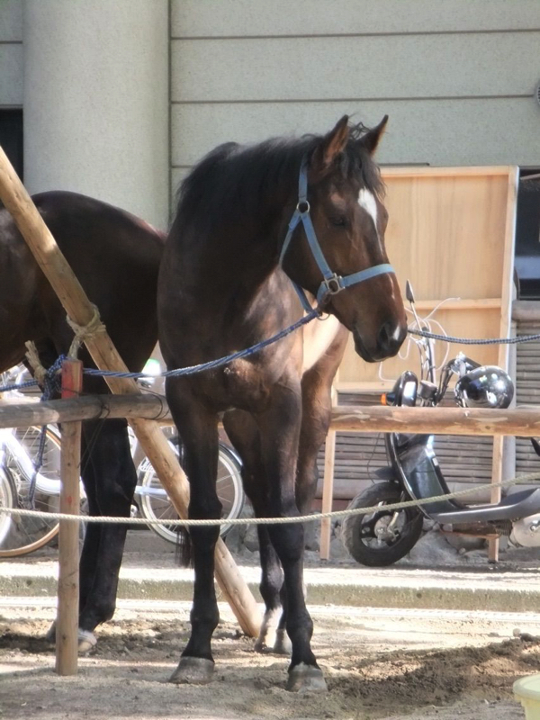 馬を撮影する時は慎重に!