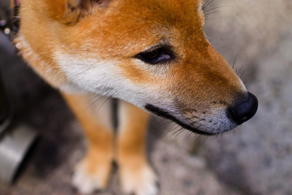 たった1個のきびだんごで従業員に鬼と死闘までさせた桃太郎の話 ごりらのせなか