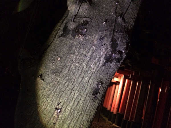 まわりの木は天然の樹液がダラダラ