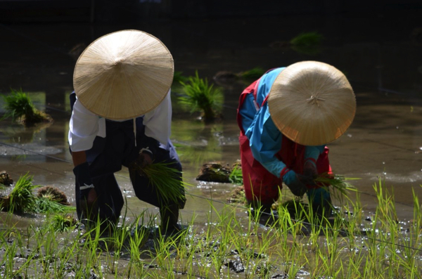 伏見稲荷大社の「田植祭」