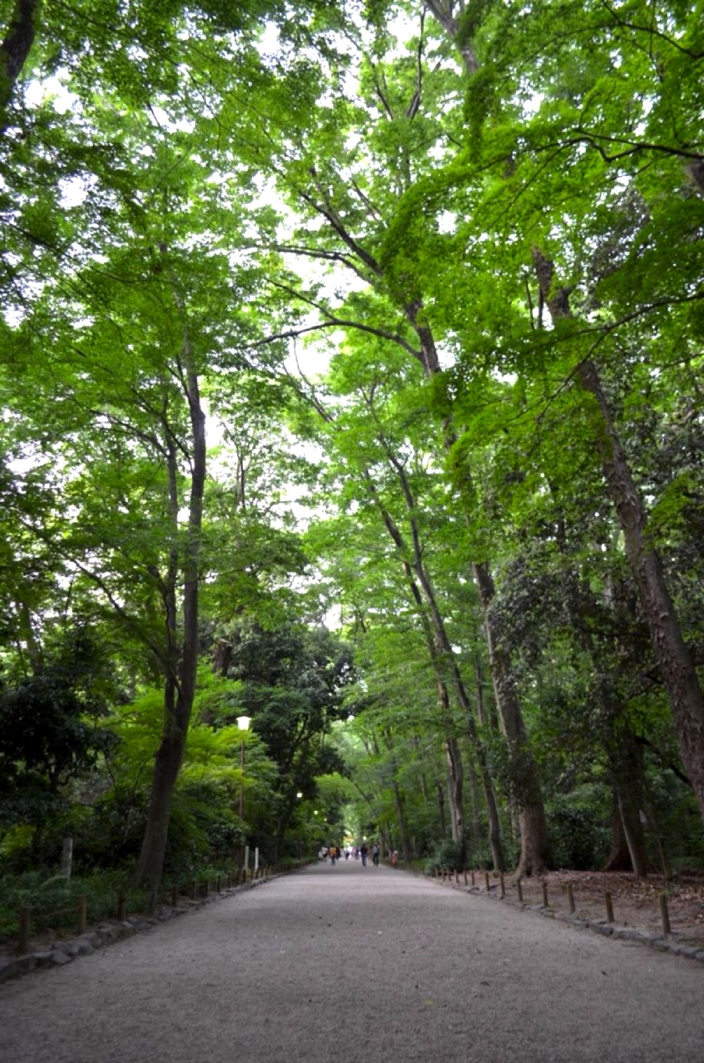 神秘的な糺の森