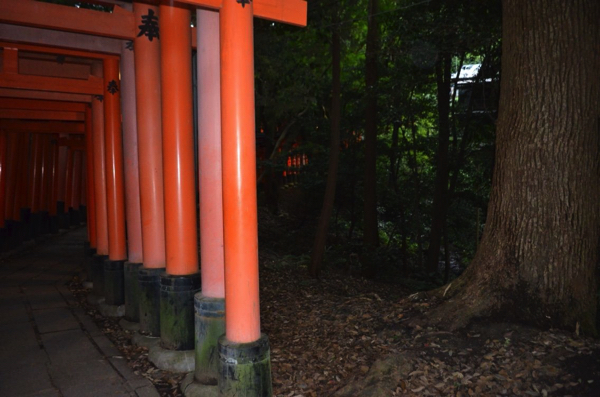 鳥居の外側には森林が広がっている