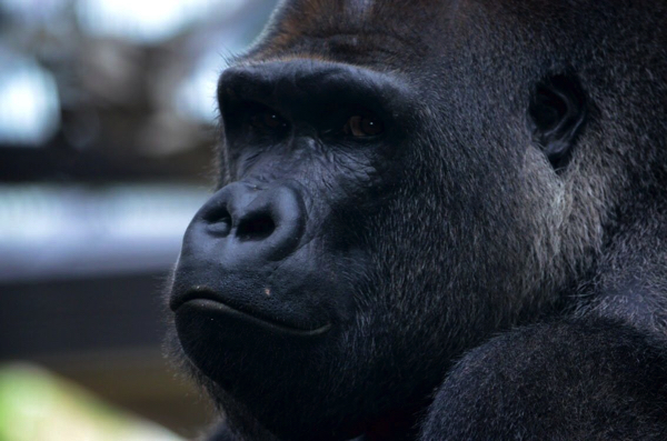 京都市動物園のモモタロウ