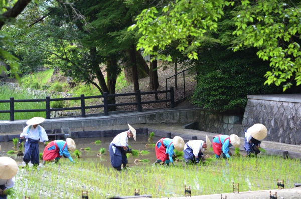 6月10日の田植祭