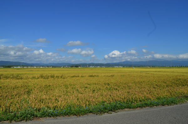 のどかな田園風景