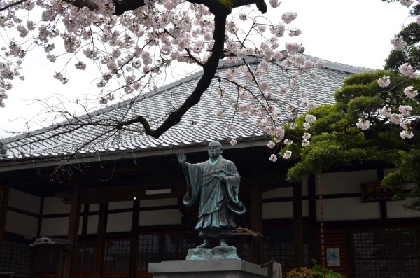 墨染寺の桜