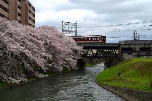 近鉄電車と桜
