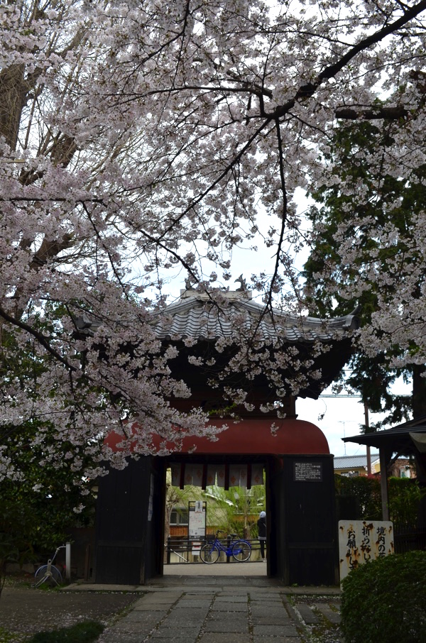 長建寺の桜