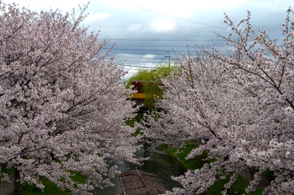 京阪電車と桜