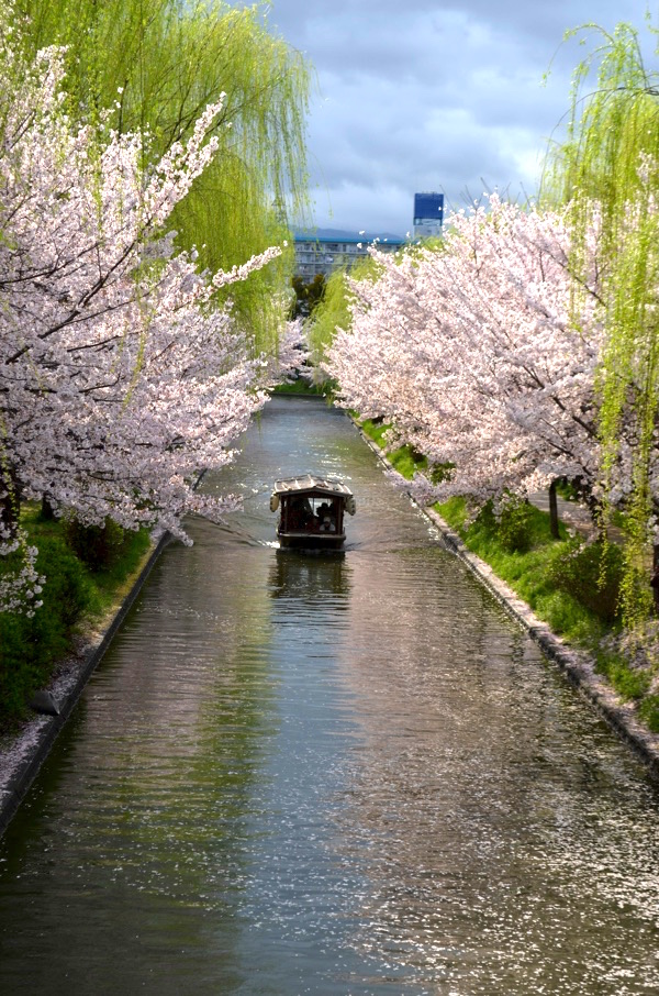 十石舟からのお花見