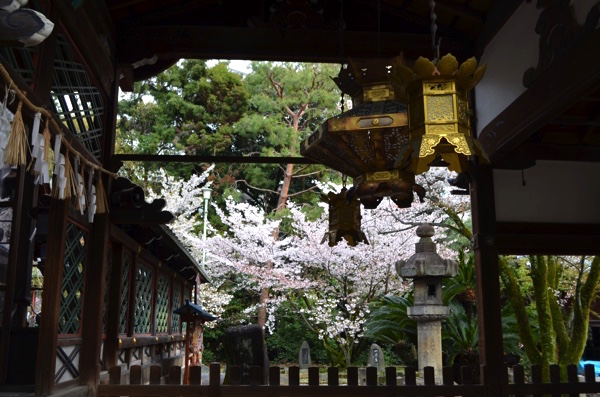 御香宮の桜