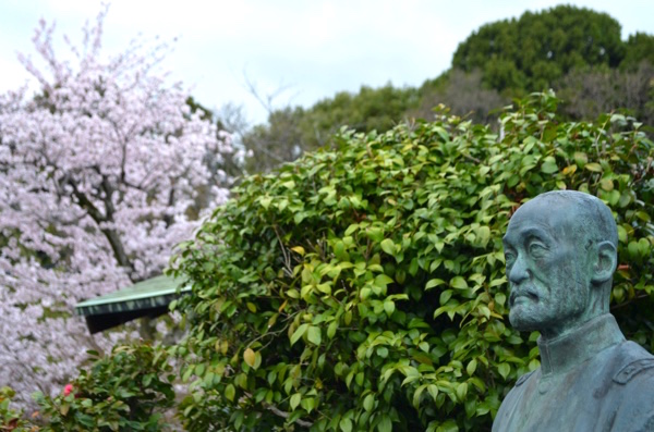 乃木将軍像と桜