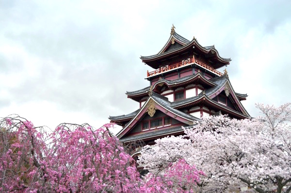 伏見桃山城の桜