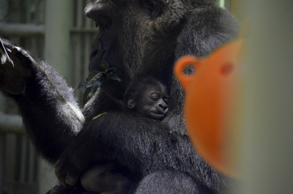 京都市動物園のキンタロウ