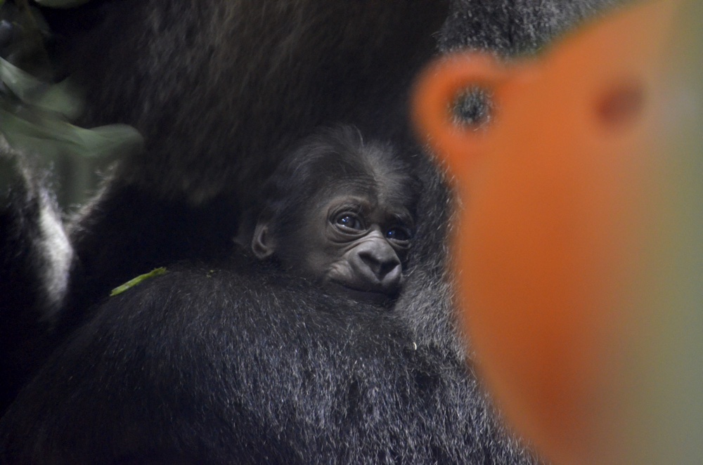 キンタロウ（京都市動物園）