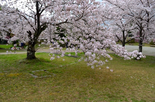 お花見に最高のスポット