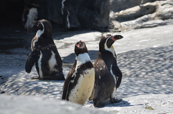 旭山動物園には4種類のペンギンがいる