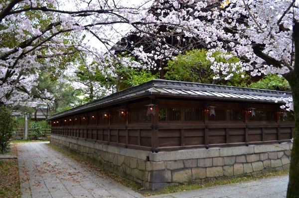 本殿の裏側にも桜の木がある