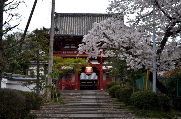 宝塔寺の仁王門と桜