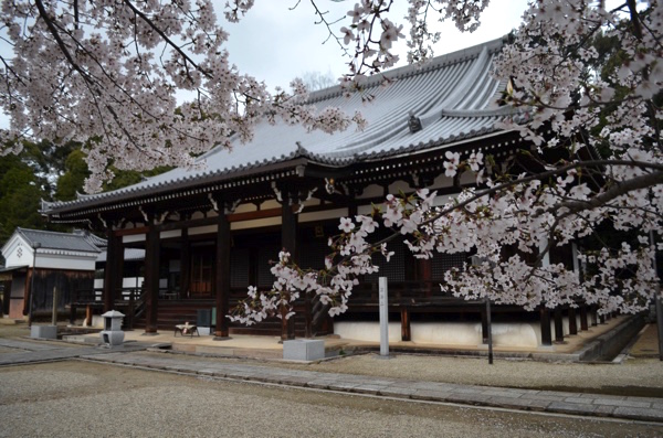 宝塔寺の本殿と桜