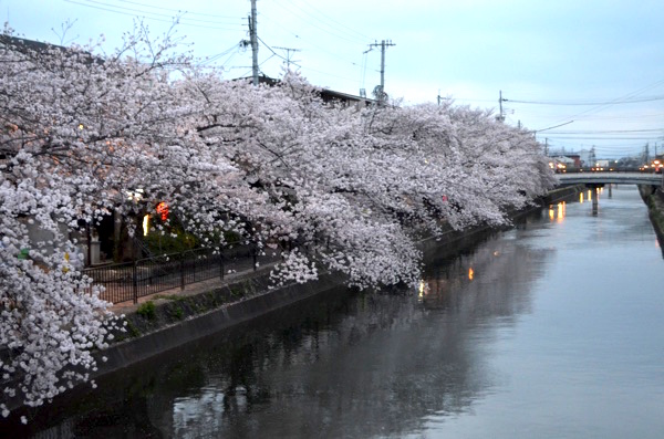 琵琶湖疎水の桜