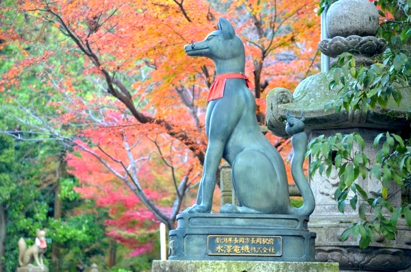 紅葉を背景に（撮影：2017年11月19日）