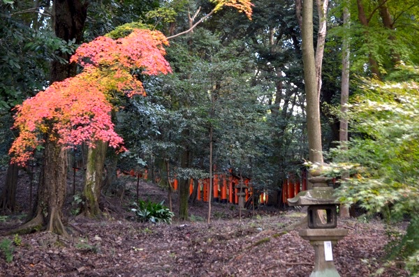 紅葉の奥で連なる鳥居（撮影：2017年11月19日）