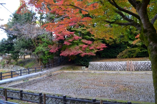 神田の紅葉（撮影：2017年11月19日）