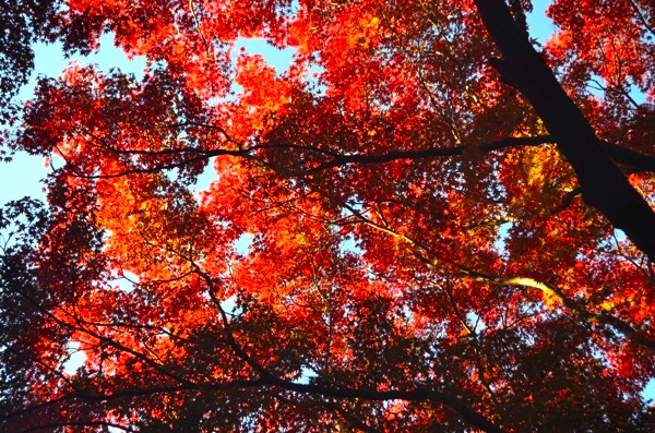 真っ赤に染まる紅葉（撮影：2017年11月19日）