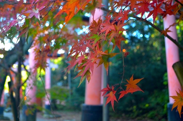 稲荷山の紅葉もきれい!