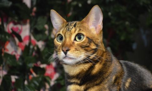 京都ひょう猫の森 はベンガル専門の猫カフェ ひょう柄がかわいいにゃ ごりらのせなか
