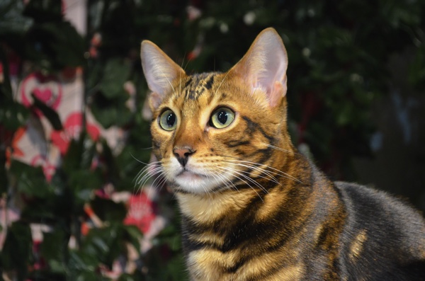 京都ひょう猫の森 はベンガル専門の猫カフェ ひょう柄がかわいいにゃ ごりらのせなか