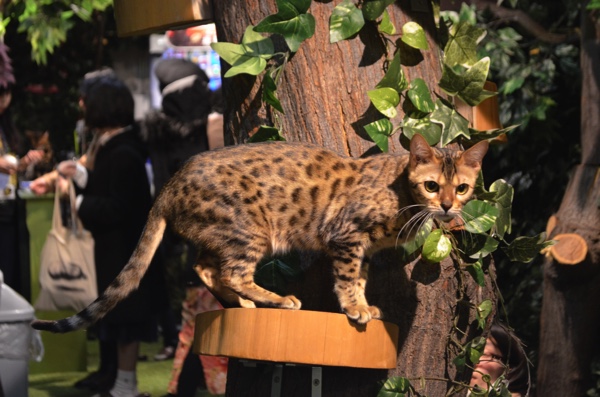 店内には猫の遊び場がたくさん!