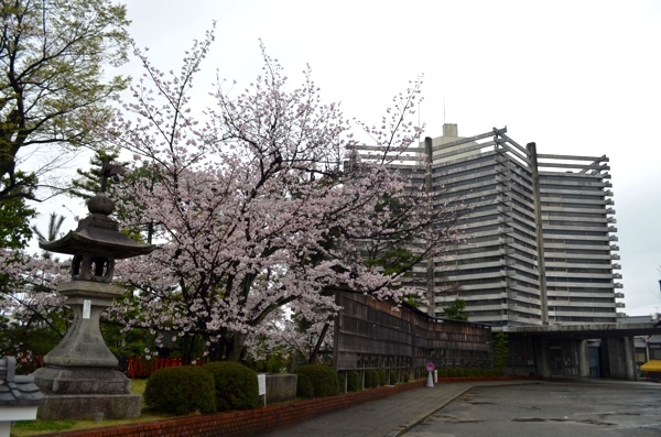 二番鳥居の近くの桜