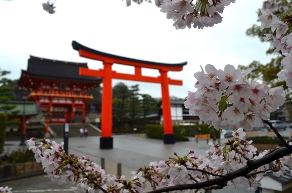 伏見稲荷大社の楼門と桜