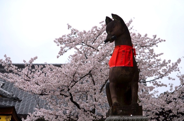 春には桜も美しい!