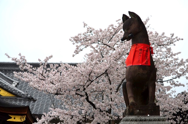 きつね像と桜