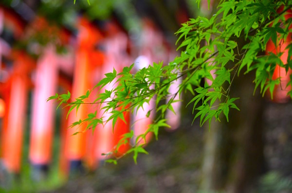 連なる鳥居と紅葉