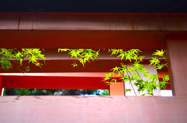 鳥居の朱色と緑色の紅葉のコントラスト