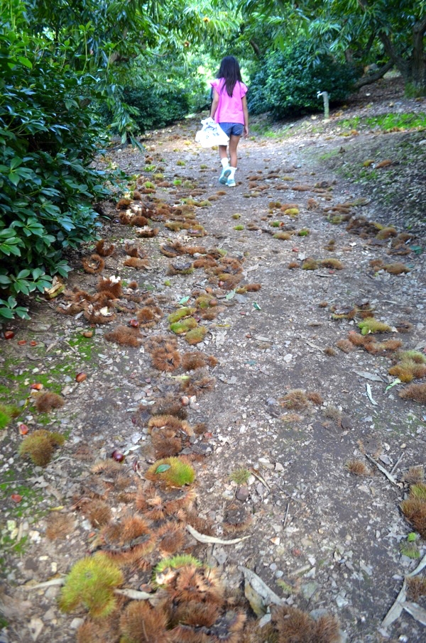 栗を拾いながら山道を登る