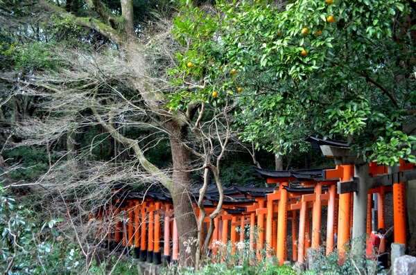 稲荷山に連なる朱色の鳥居