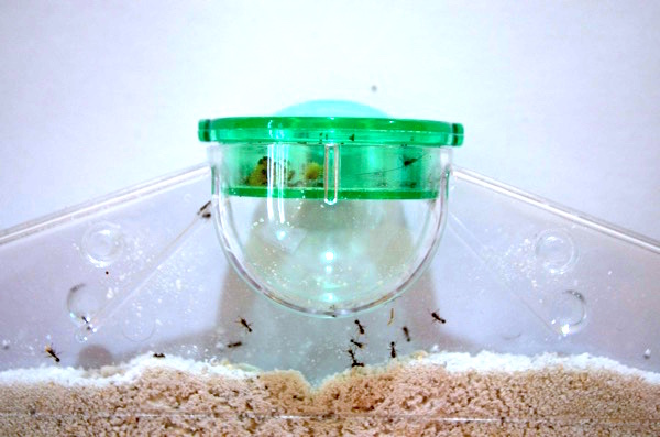アリの巣づくり観察 は小学生低学年向けの自由研究におすすめ ついでに大人も癒されるぅ ごりらのせなか