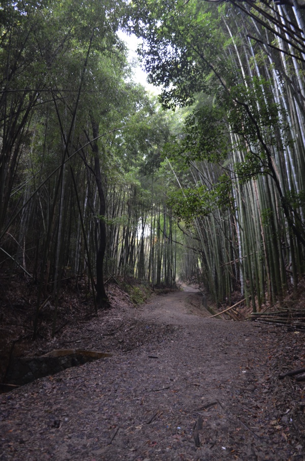 竹林の道を進む