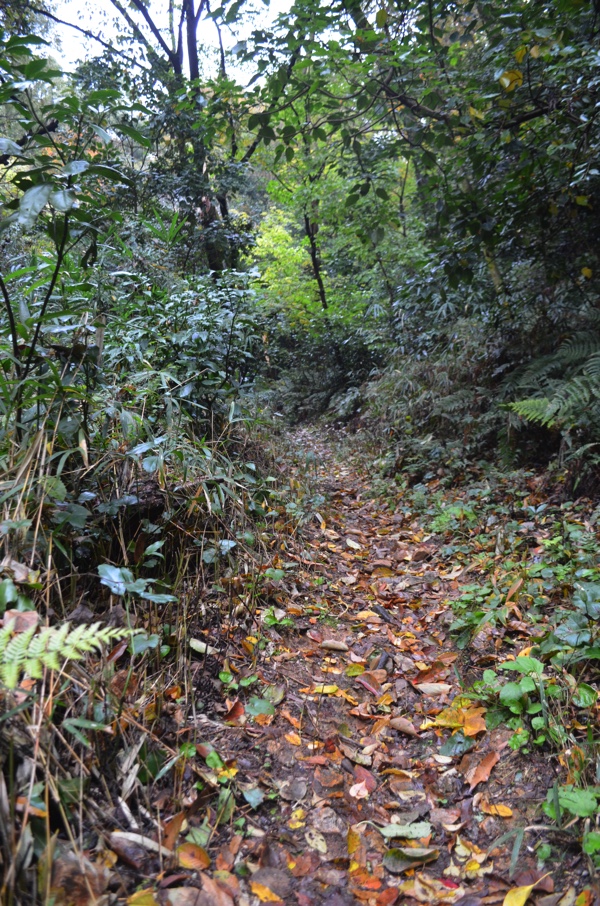 本格的な山道