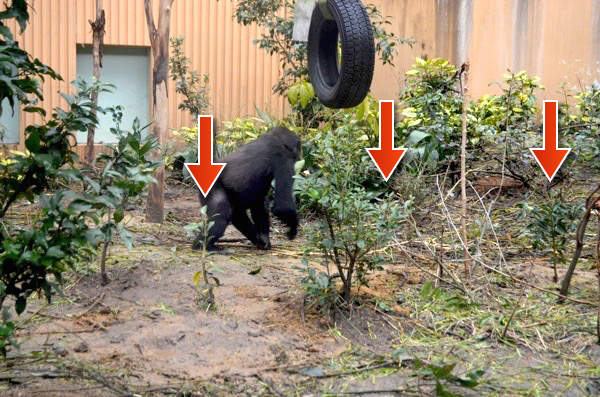 ゲンタロウが植樹の近くを通過!