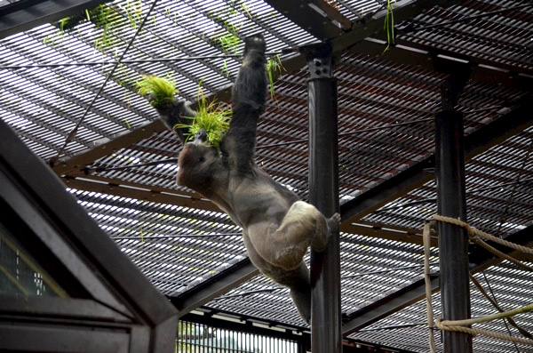 京都市動物園のモモタロウの採食活動