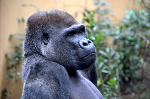 ついに京都市動物園の ゴリラのおうち に入ったゾ 植樹体験をレポート ごりらのせなか