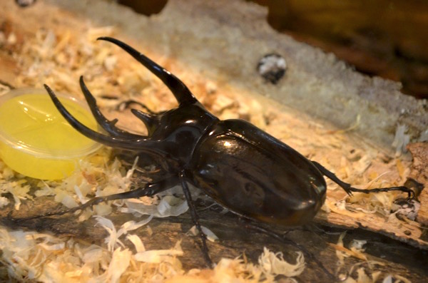 小学生の自由研究にはカブトムシがおすすめ クワガタよりもいろんな動きを観察できるよ ごりらのせなか