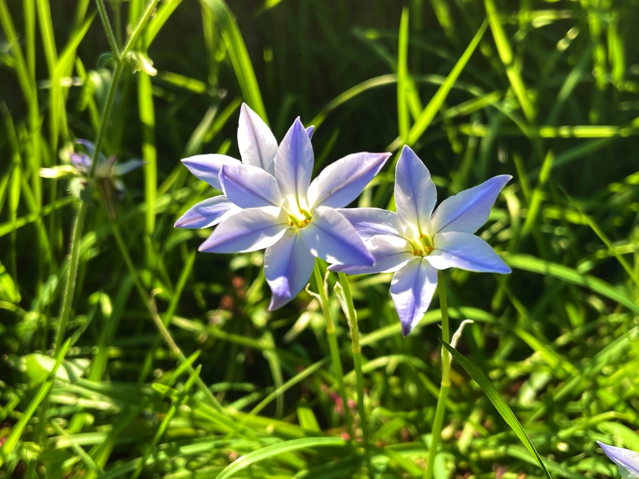 道ばたに咲く花