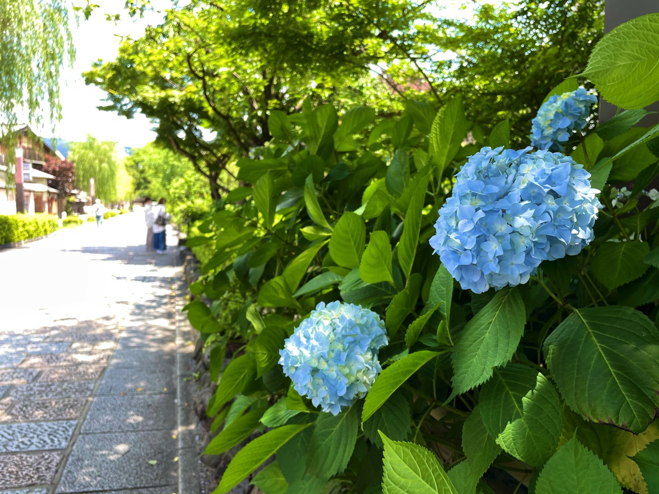 白川沿いに咲くあじさい